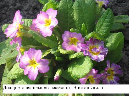 все-таки они разные