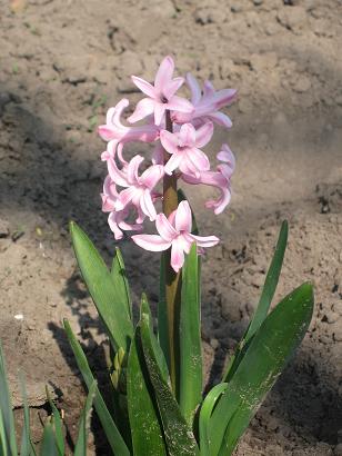 мама с деткой