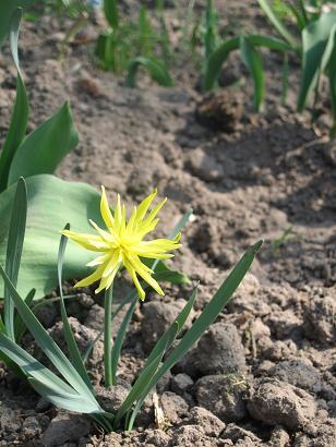 Звезда по имени Солнце