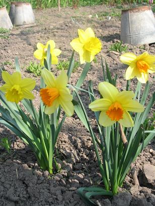 Наши простачки