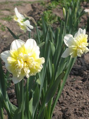 Голандцы - вот такие мы бантики!