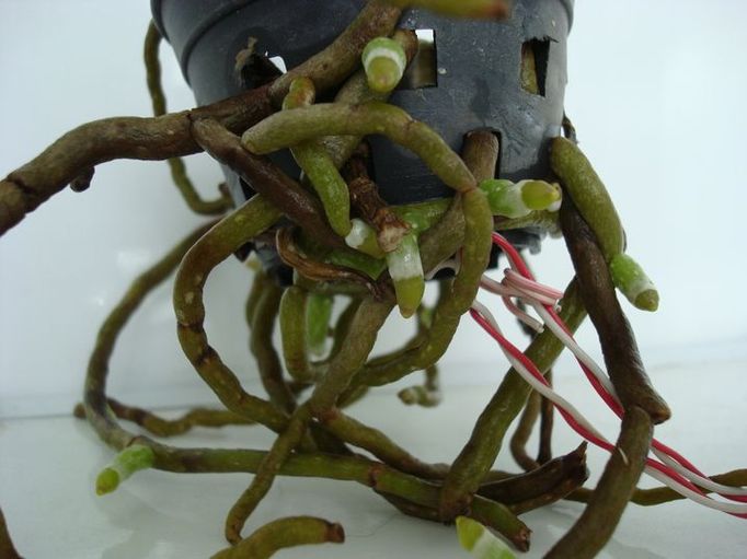 Корни Сєнсей Блю через 1,5 месяца висения вниз головой