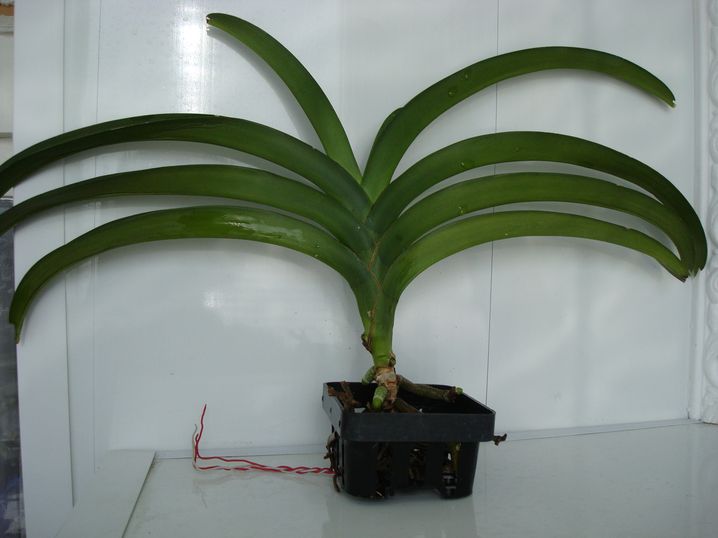 V. Darres Golden Heritage. через 1,5 месяца