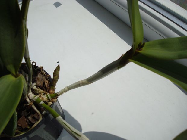 И рост и бутоны ?