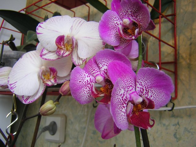 Парочка цветущих