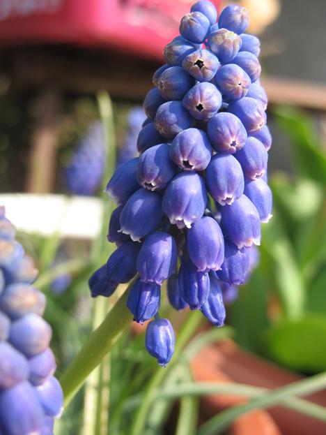 Мускари Армянское