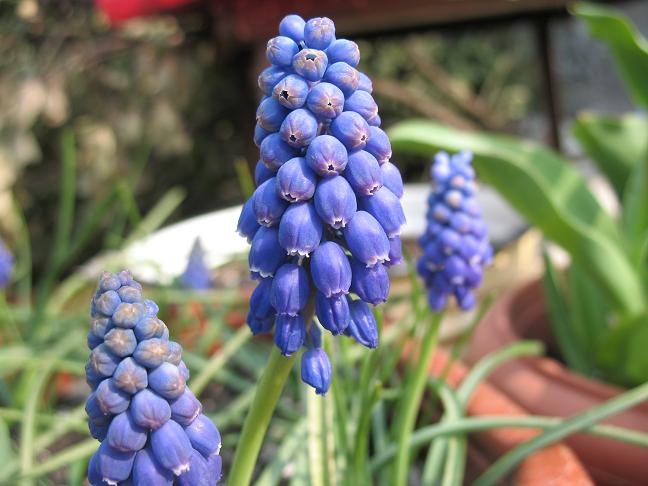 Мускари армянское