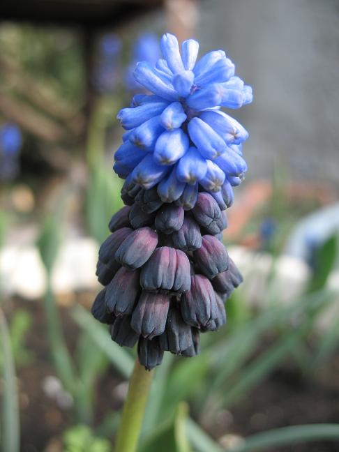 Мускари Latifolium