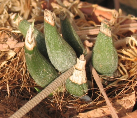 Мари с побегом.JPG