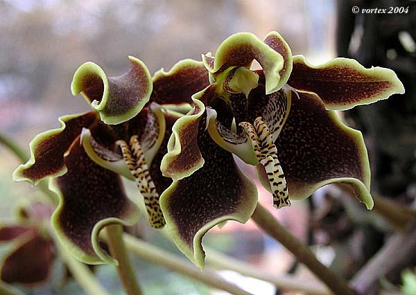 Paraphalaenopsis labukensis P.S. Schim, A. Lamb & C.L. Chan.JPG