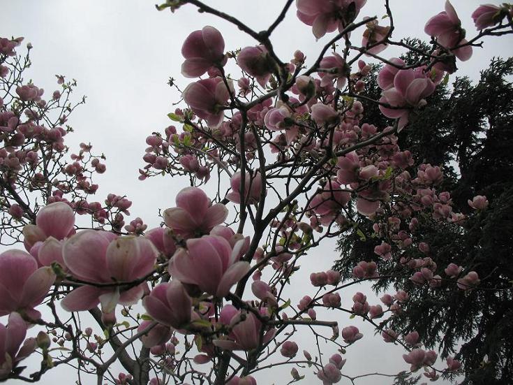 Магнолия