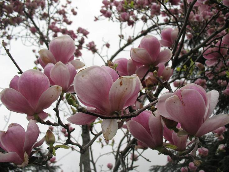 Магнолия