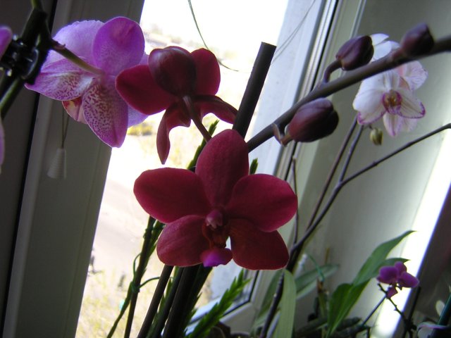 Первые цветы красного цвета