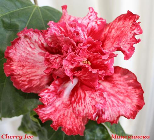 IMG_1093 крупный план.jpg