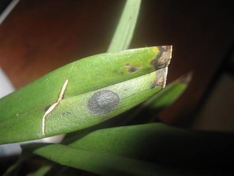 tr (Средний).jpg