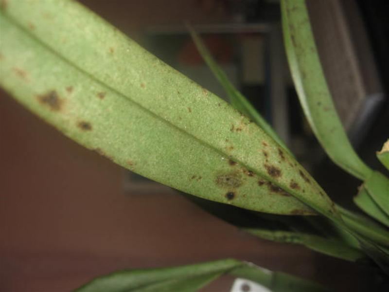 trich (Средний).jpg