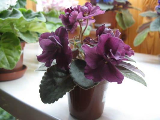 09.04.2009 г. 047.jpg