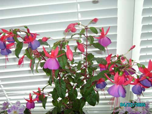 Когда она была такой!<br />Сейчас заново отрастает!!!