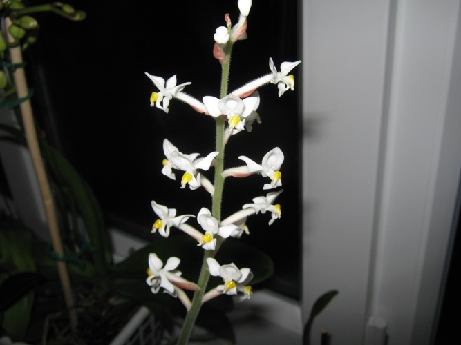 5 черенок цветение полное (2).jpg