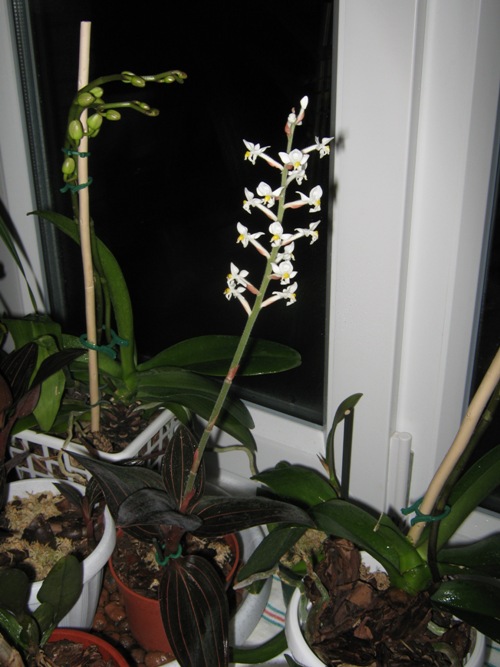 5 черенок цветение полное (1).jpg