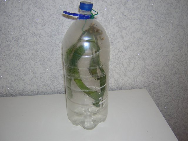 Недавно купила одного смертника