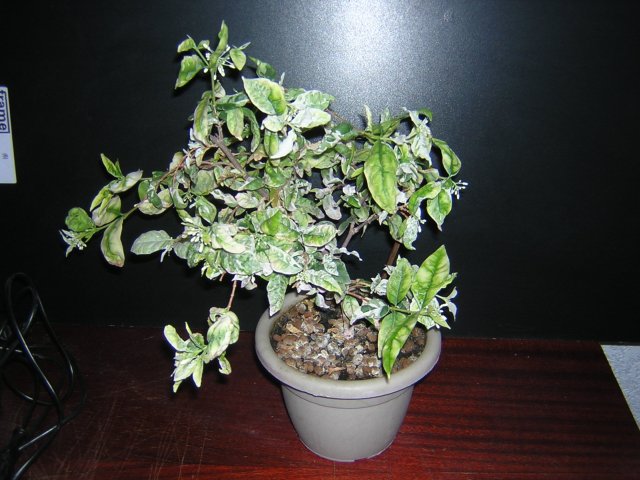 Вриктия религиоза собралась цвести