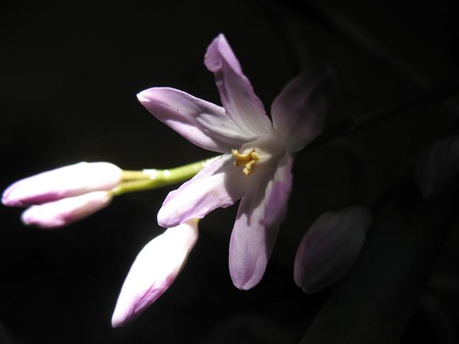 Chionodoxa