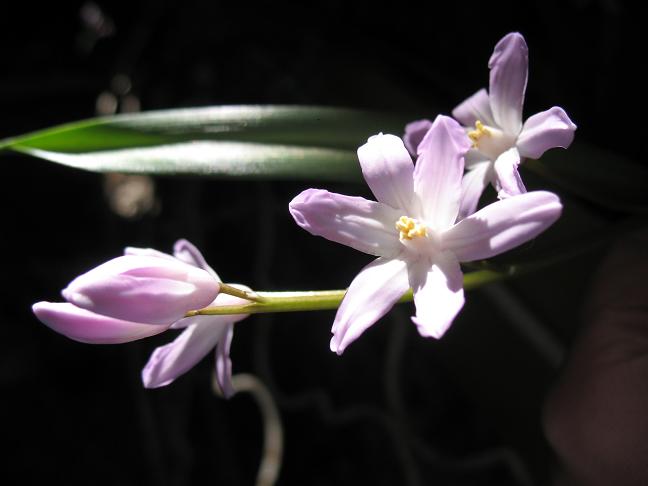 Chionodoxa