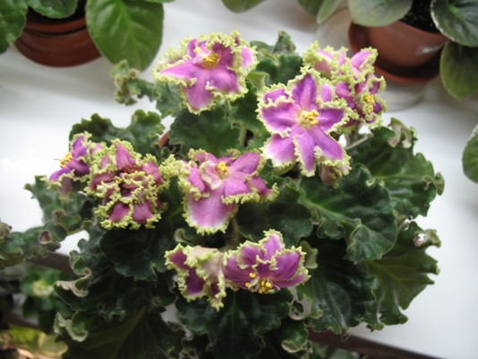 09.04.2009 г. 020.jpg