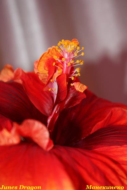 IMG_1113 ночной нос.jpg