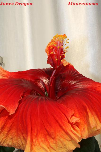 IMG_1125 250409 3.jpg