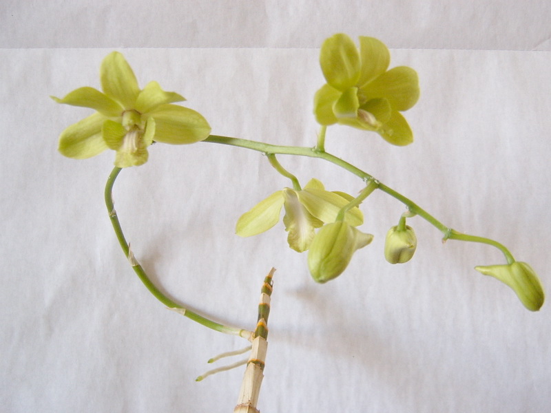 Дендробиум-фаленопсис или кинга?