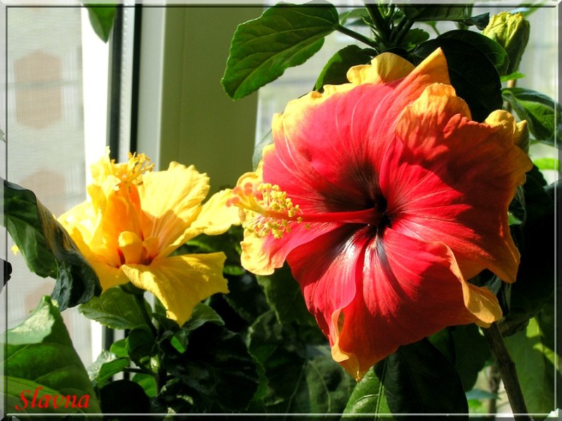 Sevilla& Tivolli.jpg