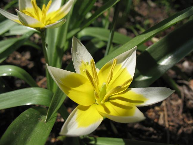 Мини Тюльпан