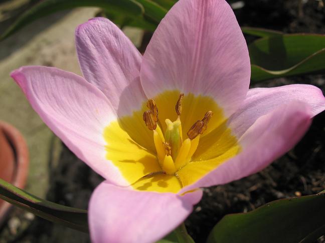 Мини Тюльпан