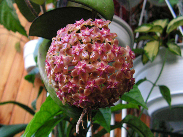 Hoya_vitalina_2sm.jpg