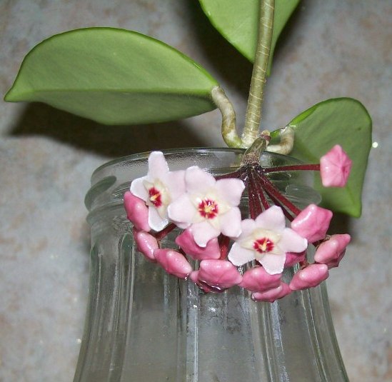 вот мой цветочек в баночке