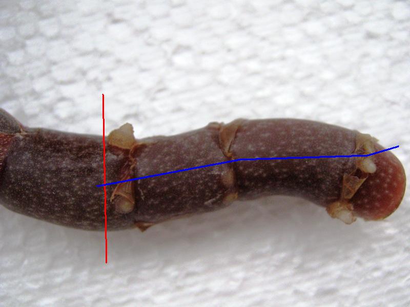 2 черенок лудизии.jpg