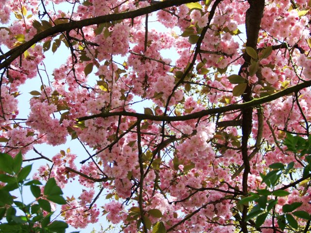 Европейская &quot;сакура&quot;