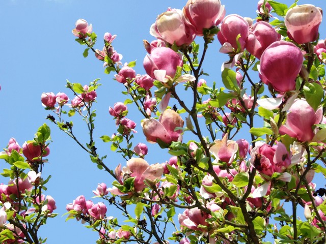 Магнолия в цвету