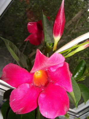 dipladenia 2005 06 23.jpg