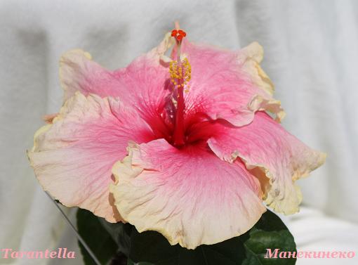 IMG_1149 тарантелла.jpg