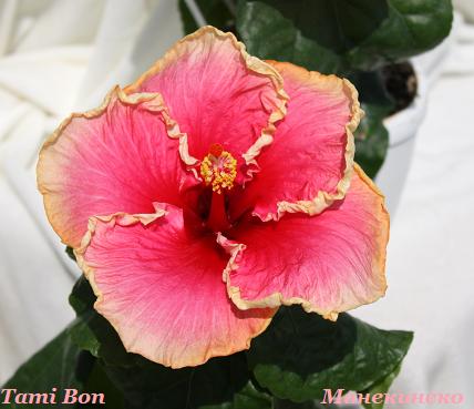 IMG_1147 Тами Бон.jpg