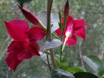 dipladenia 2005 06 24.jpg