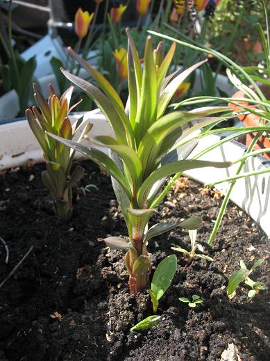 Горшочные Лилии