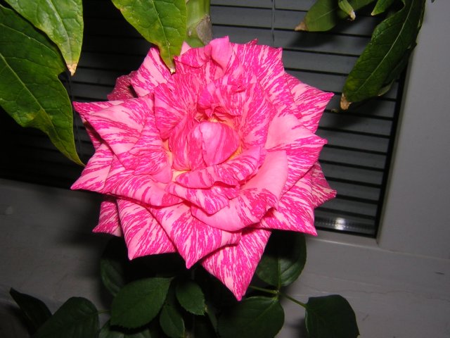 Последнее фото