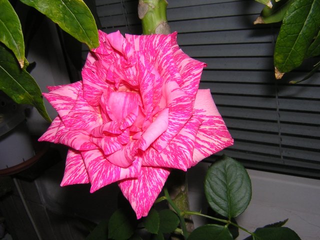 Больше не раскрывается