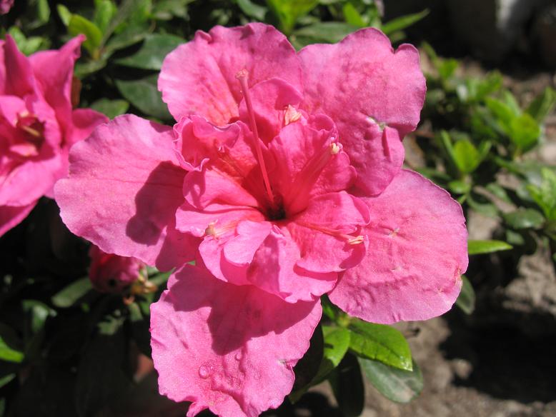 Азалия, садовая