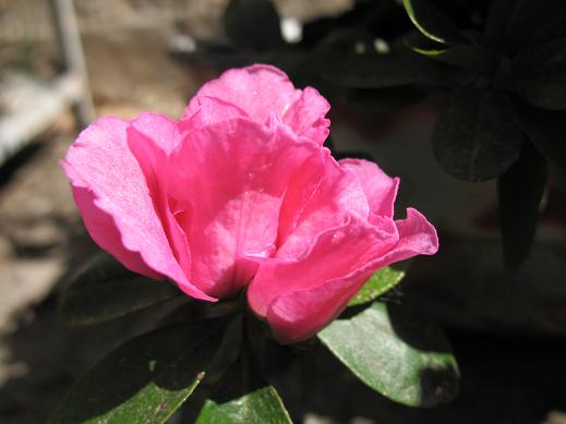 Азалия, садовая