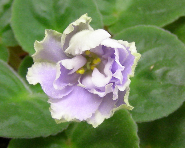 Reflections of Spring1.jpg